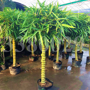 20Pcs/Bag Rare Bamboo Bonsai Seeds Decorative Garden perennial Bambusa Ventricosa Bonsai Plants For DIY Home Garden plants