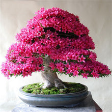 Load image into Gallery viewer, 20 Pcs/bag Rare Bonsai Azalea Flower Seeds Home Garden Plants Looks Like Sakura Japanese Cherry Blooms Flower
