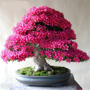 20 Pcs/bag Rare Bonsai Azalea Flower Seeds Home Garden Plants Looks Like Sakura Japanese Cherry Blooms Flower