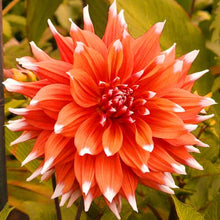 Load image into Gallery viewer, 50Pcs Dahlia Seeds Bonsai Flowers Plants beautiful and Popular Gaint Flower Seeds Bonsai Plant for Home Garden Potted Plantas decoration
