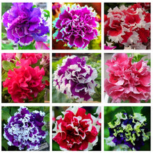 Load image into Gallery viewer, 200pcs bonsai Double flap Petunia flower seeds plants perennial indoor or outdoor flowering potted plants for home garden
