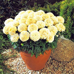 100pcs Marigold Seeds bonsai chrysanthemum flower plants four season planting garden chrysanthemum bonsai plants