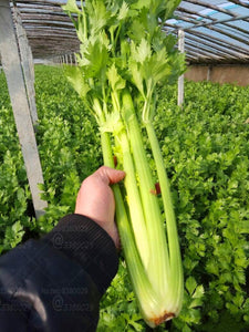 100pcs Gaint celery vegetable seeds bonsai Apium graveolens Rare temperate fruit and vegetable bonsai plants for home garden plants easy to grow