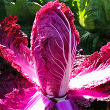 Load image into Gallery viewer, 100pcs Korea Purple Cabbage Seeds Bonsai Organic non-transgenic fruit and vegetable plants good taste and high nutrition garden plants
