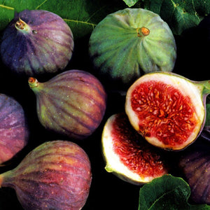 100pcs Fig fruit Seeds bonsai Ficus carica rare tropical fruit bonsai tree perennial potted plants for home garden planting