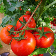 Load image into Gallery viewer, 200pcs Rare Tomato bonsai yellow &amp; black tomato plants vegetable seeds Organic non-transgenic high yield fruit and vegetables potted plant
