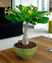 Load image into Gallery viewer, Desert Rose Seeds Bonsai Adenium obesum flower seeds bonsai plants flowering potted plant for home garden flores plantas
