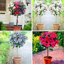 Load image into Gallery viewer, 100pcs/pack Hibiscus Seeds Bonsai Hibiscus Flower Bonsai Tree Perennial Flowering Potted Plants For Home Garden Decoration Plants
