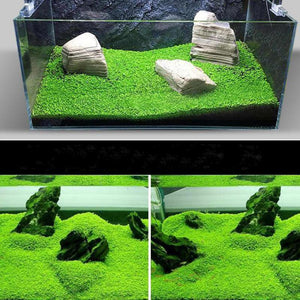 1000Pcs/Bag bonsai Aquarium Grass Seeds Water Aquatic Plants Seeds Decorate The Aquarium seeds bonsai mini potted plants for home Fish tank