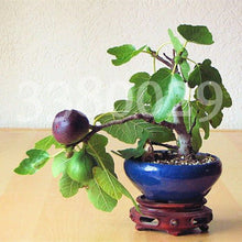 Load image into Gallery viewer, 100pcs Fig fruit Seeds bonsai Ficus carica rare tropical fruit bonsai tree perennial potted plants for home garden planting
