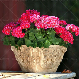 15pcs Geranium Seeds Bonsai Pelargonium hortorum flowers bonsais Perennial beautiful indoor flowering potted plants for home garden