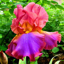 Load image into Gallery viewer, 40Pcs/Bag Rare Iris Bonsai Flower Seeds plants Multiple Colors Perennial Flower potted plants for home Garden plants
