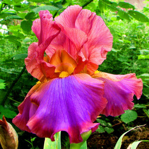 40Pcs/Bag Rare Iris Bonsai Flower Seeds plants Multiple Colors Perennial Flower potted plants for home Garden plants