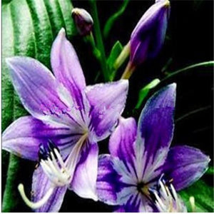 100pcs bonsai lily flower seeds (not lily bulbs) lilium flower Faint scent bonsai potted plants for home garden plants