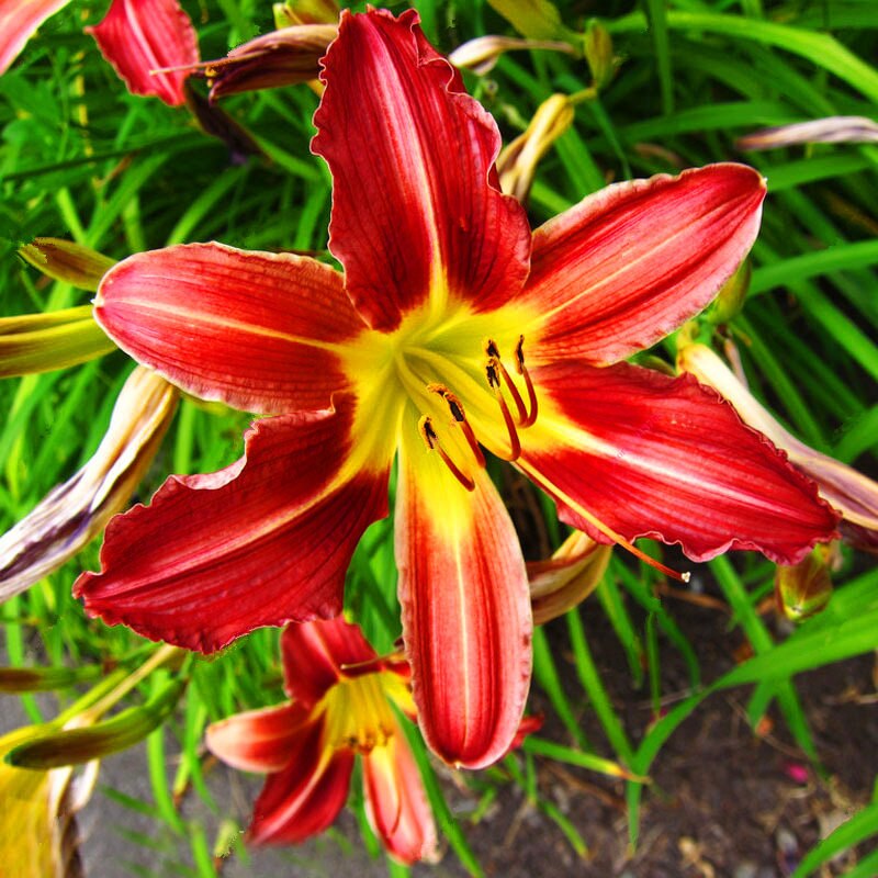 100pcs bonsai lily flower seeds (not lily bulbs) lilium flower Faint scent bonsai potted plants for home garden plants