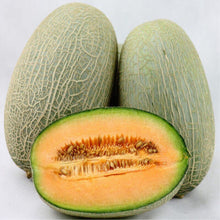 Load image into Gallery viewer, 20pcs cantaloupe fruit seeds melon Very sweet fruit  plants Bonsai seeds for mini garden plant melon
