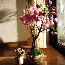 Load image into Gallery viewer, 20Pcs Pink Cherry Bonsai Japanese Sakura Seeds Cherry Blossom Tree plants For Home Garden Beautiful Flowers
