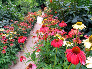 50PCS Echinacea purpurea Bonsai plants Perennial bonsai Flower plant Coneflower Showy Much-doubled Flowers Heads Potted Plant