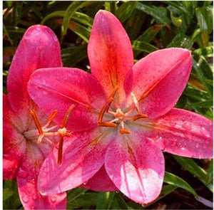 100pcs bonsai lily flower seeds (not lily bulbs) lilium flower Faint scent bonsai potted plants for home garden plants