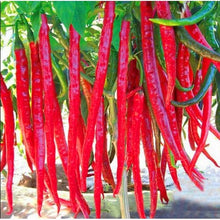 Load image into Gallery viewer, 200 pcs Giant Spicy Red Chili Hot Pepper Seeds bonsai Vegetable plant home garden courtyard balcony potted plant Vegetable Seeds
