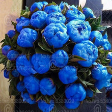 Load image into Gallery viewer, 10Pcs Gaint peony  Seeds bonsai Rare tree peony flower seeds Paeonia suffruticosa flowers for home garden kwiaty ogrodowe potted
