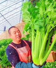 Load image into Gallery viewer, 100pcs Gaint celery vegetable seeds bonsai Apium graveolens Rare temperate fruit and vegetable bonsai plants for home garden plants easy to grow
