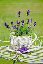 Load image into Gallery viewer, 100pcs Lavender Flower Seeds Bonsai Lavandula angustifolia Very fragrant flower plant perennial indoor garden flowering potted plants
