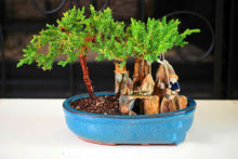 Load image into Gallery viewer, 20pcs Rare Beautiful Juniper Bonsai Tree Seeds Potted Flower Office Bonsai Purify The Air
