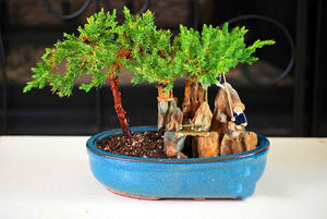 20pcs Rare Beautiful Juniper Bonsai Tree Seeds Potted Flower Office Bonsai Purify The Air