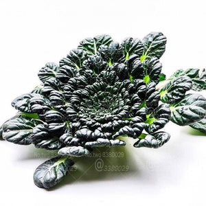 100pcs Chinese Umbrella Lettuce Bonsai Seeds Plants Rare Organic Non-GM Vegetables Very Delicious Four Seasons Sowing Garden Planting Plantas