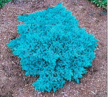 Load image into Gallery viewer, 50Pcs Rare Evergreen Colorado Blue Spruce Seeds bonsai Picea Pungens Glauca Tree bonsai plants Garden Potted Planters bonsais Sementes Seeds
