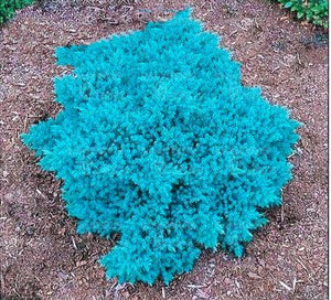 50Pcs Rare Evergreen Colorado Blue Spruce Seeds bonsai Picea Pungens Glauca Tree bonsai plants Garden Potted Planters bonsais Sementes Seeds