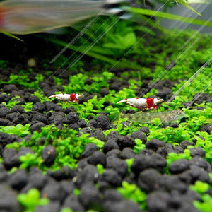 1000Pcs/Bag bonsai Aquarium Grass Seeds Water Aquatic Plants Seeds Decorate The Aquarium seeds bonsai mini potted plants for home Fish tank