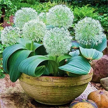 Load image into Gallery viewer, 100pcs Mixed Colour Giant Onion flower Allium Giganteum Beautiful Flowers home Garden potted Plant Rare Flower For Children
