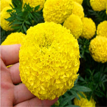 Load image into Gallery viewer, 100pcs Marigold Seeds bonsai chrysanthemum flower plants four season planting garden chrysanthemum bonsai plants
