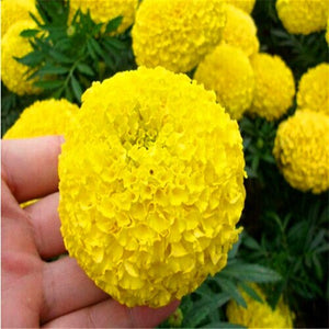 100pcs Marigold Seeds bonsai chrysanthemum flower plants four season planting garden chrysanthemum bonsai plants