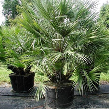 Load image into Gallery viewer, 5pcs bonsai Green Palm Seeds Tree Garden Evergreen Trachycarpus Cycad Tree Bonsai Plants For Home Garden plants
