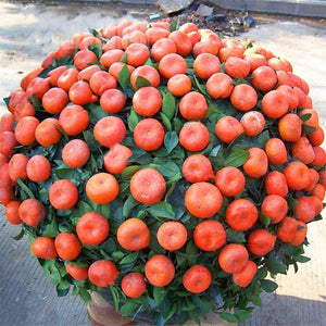 20pcs Orange Fruit Seeds Bonsai Citrus Bonsai Mandarin Orange plants Edible Fruit Bonsai Tree Healthy Food Home Garden decoration plantas