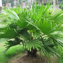 Load image into Gallery viewer, 5pcs bonsai Green Palm Seeds Tree Garden Evergreen Trachycarpus Cycad Tree Bonsai Plants For Home Garden plants
