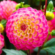 Load image into Gallery viewer, 100pcs Dahlia Seeds not Bulbs Dahlia flower bonsai temperate perennial flowering plants for home garden pot plants
