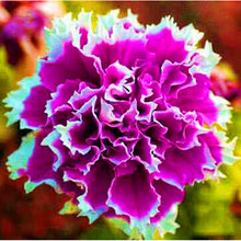 Load image into Gallery viewer, 200pcs bonsai Double flap Petunia flower seeds plants perennial indoor or outdoor flowering potted plants for home garden
