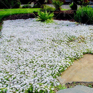 200Pcs arabis Rock Cress Bonsai Plants Seeds Perennial Ground Cover Flowers Natural Growth For Home Garden Plants