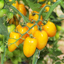 Load image into Gallery viewer, 200pcs Rare Tomato bonsai yellow &amp; black tomato plants vegetable seeds Organic non-transgenic high yield fruit and vegetables potted plant
