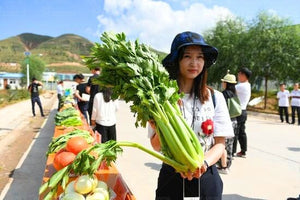 100pcs Gaint celery vegetable seeds bonsai Apium graveolens Rare temperate fruit and vegetable bonsai plants for home garden plants easy to grow