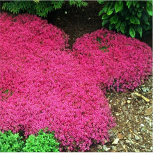 Load image into Gallery viewer, 200Pcs arabis Rock Cress Bonsai Plants Seeds Perennial Ground Cover Flowers Natural Growth For Home Garden Plants
