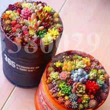 Load image into Gallery viewer, Mix Lithops flores Living Stones Succulent Cactus Organic Mini Garden flower bonsai plants for indoor succulent plants
