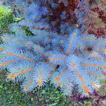 Load image into Gallery viewer, 100pcs Bonsai Blue Spruce plants Picea Pungens plant Evergreen Tree for home garden potted plants
