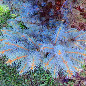 100pcs Bonsai Blue Spruce plants Picea Pungens plant Evergreen Tree for home garden potted plants