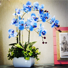 Load image into Gallery viewer, 100pcs bonsai orchid seeds flower Cymbidium plants Phalaenopsis flower seeds potted plants for home garden planting rare flower plants
