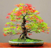 Load image into Gallery viewer, 20 Pcs Maple Bonsai Plants Red Maple Tree Seeds Very Beautiful Outdoor Tree Home Garden Decoration Potted Plants
